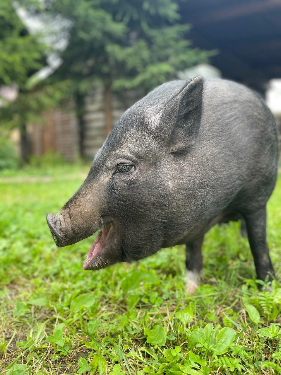 Гостиница Гостевой дом литейщика Никуличева Суздаль-29