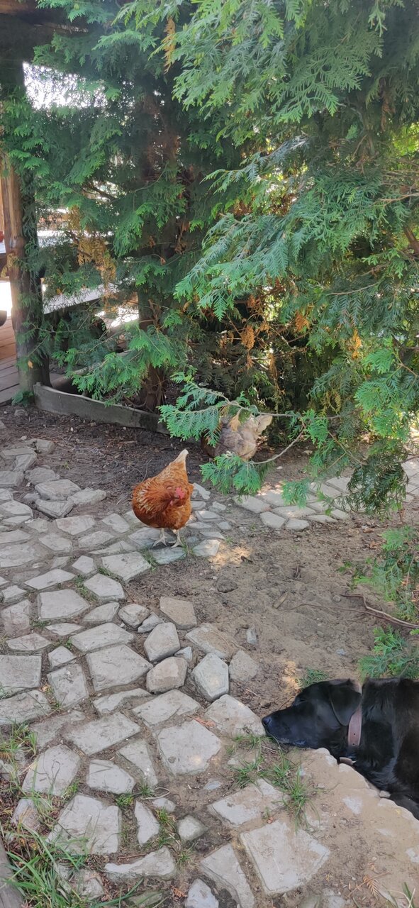 Гостиница Гостевой дом литейщика Никуличева Суздаль-253