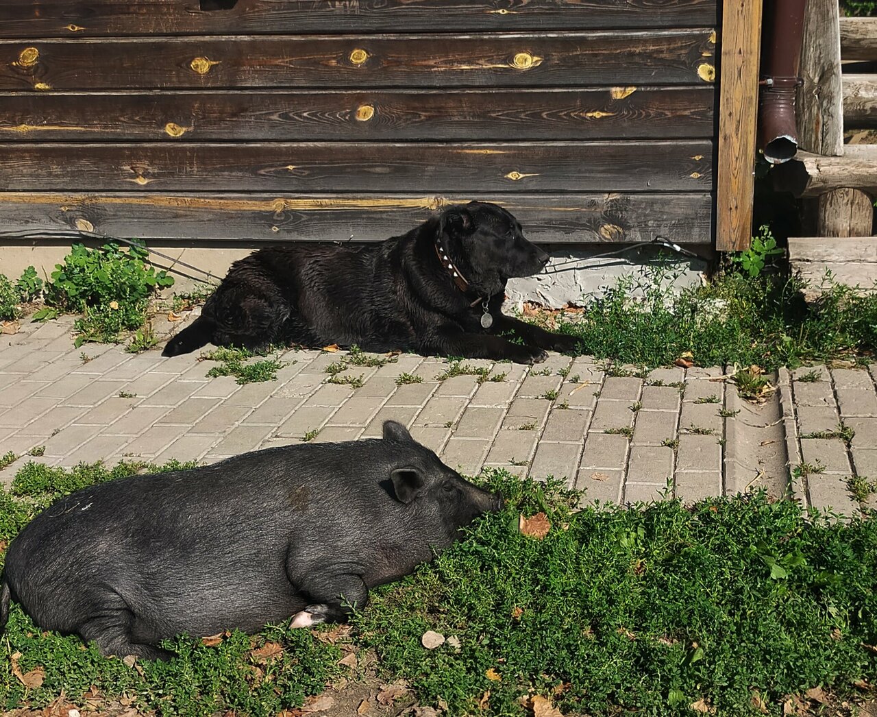 Гостиница Гостевой дом литейщика Никуличева Суздаль-221
