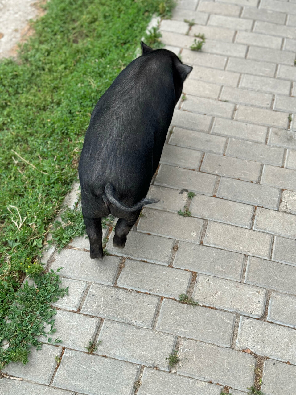 Гостиница Гостевой дом литейщика Никуличева Суздаль-129