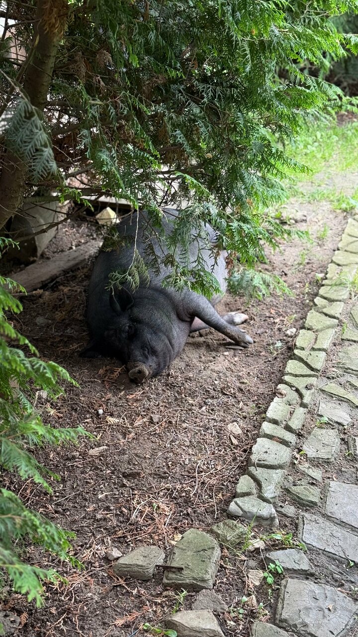 Гостиница Гостевой дом литейщика Никуличева Суздаль-55