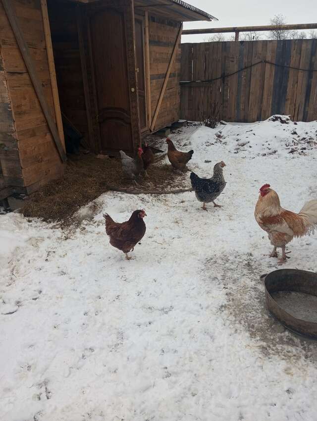 Гостиница Гостевой дом литейщика Никуличева Суздаль-169