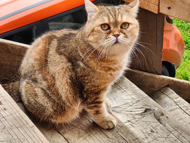 Гостиница Гостевой дом литейщика Никуличева Суздаль-194