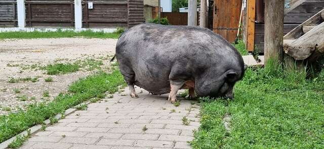 Гостиница Гостевой дом литейщика Никуличева Суздаль-202