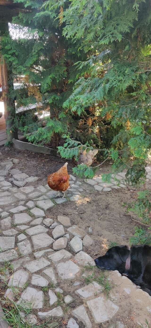 Гостиница Гостевой дом литейщика Никуличева Суздаль-252