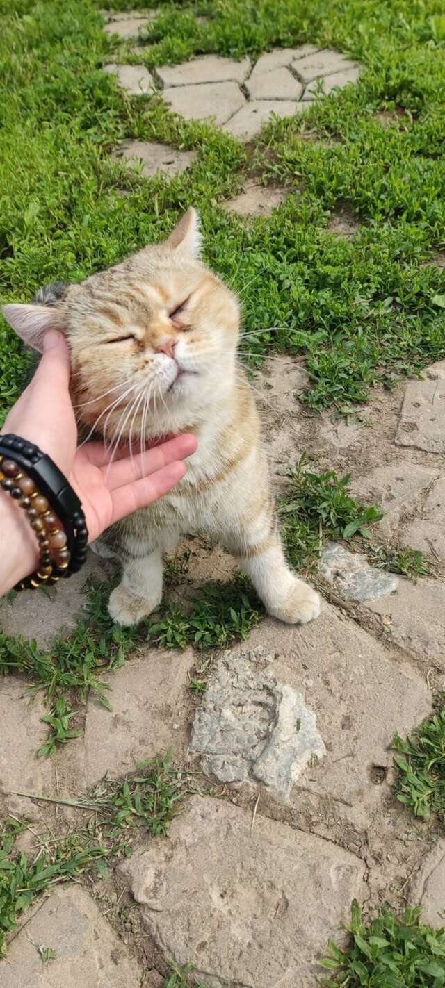 Гостиница Гостевой дом литейщика Никуличева Суздаль-246