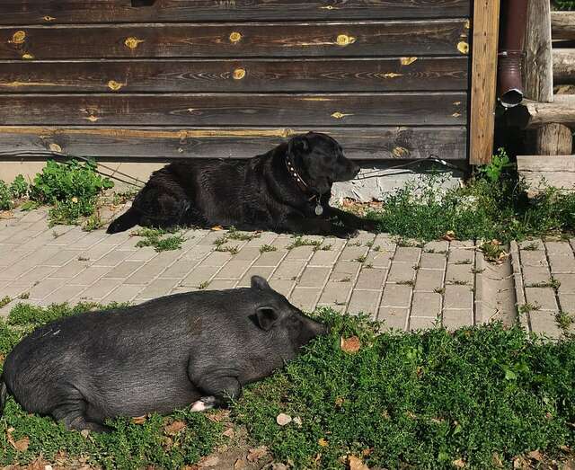 Гостиница Гостевой дом литейщика Никуличева Суздаль-220