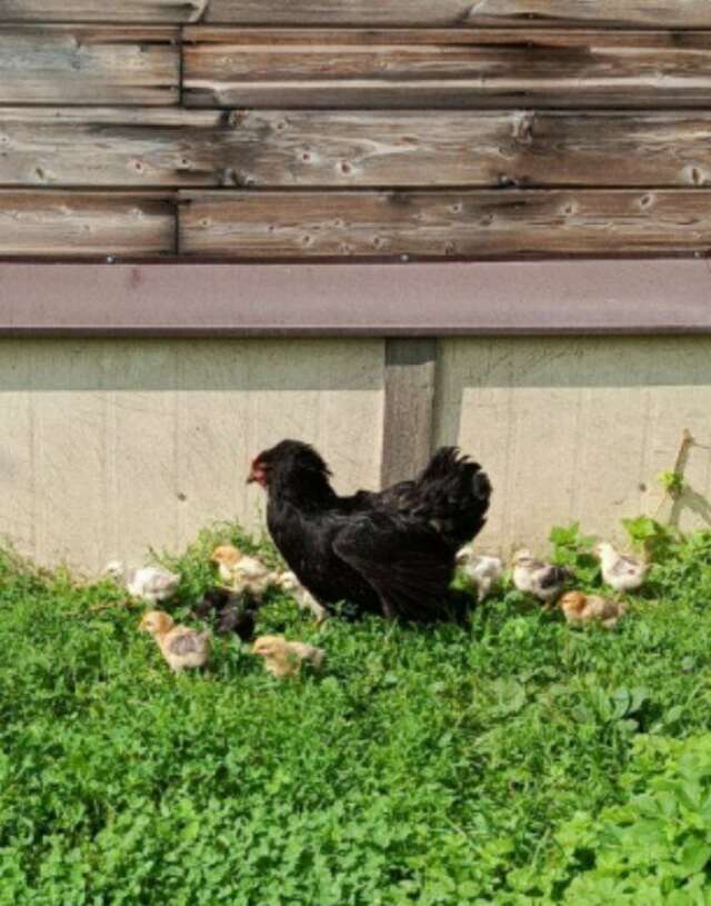 Гостиница Гостевой дом литейщика Никуличева Суздаль-109