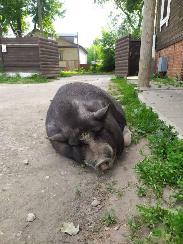 Гостиница Гостевой дом литейщика Никуличева Суздаль-66