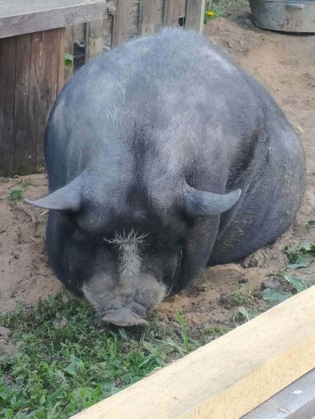 Гостиница Гостевой дом литейщика Никуличева Суздаль-244