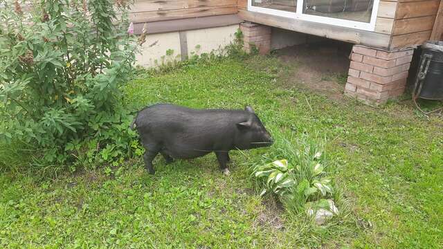 Гостиница Гостевой дом литейщика Никуличева Суздаль-178