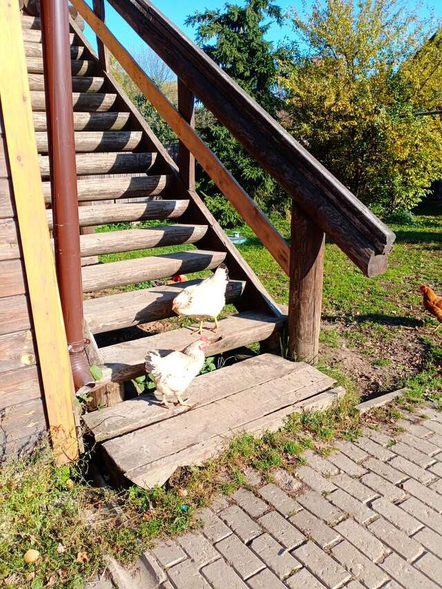 Гостиница Гостевой дом литейщика Никуличева Суздаль-121